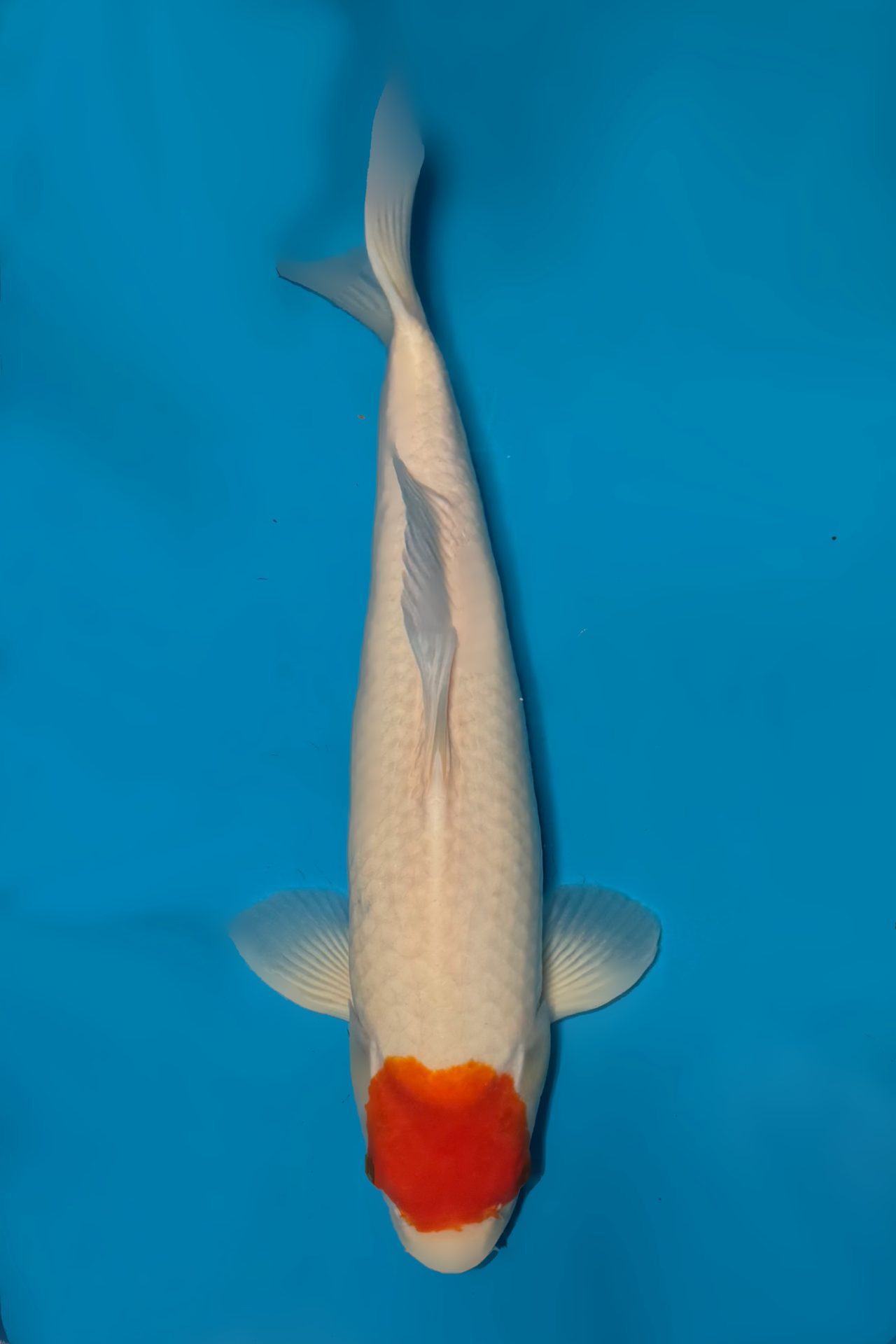 Tancho Kohaku