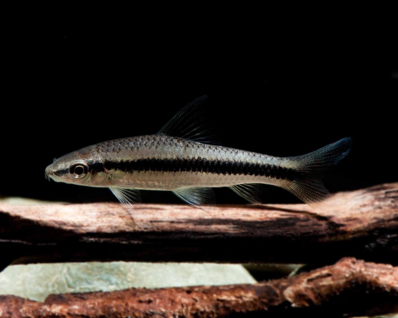 Crossocheilus siamensis