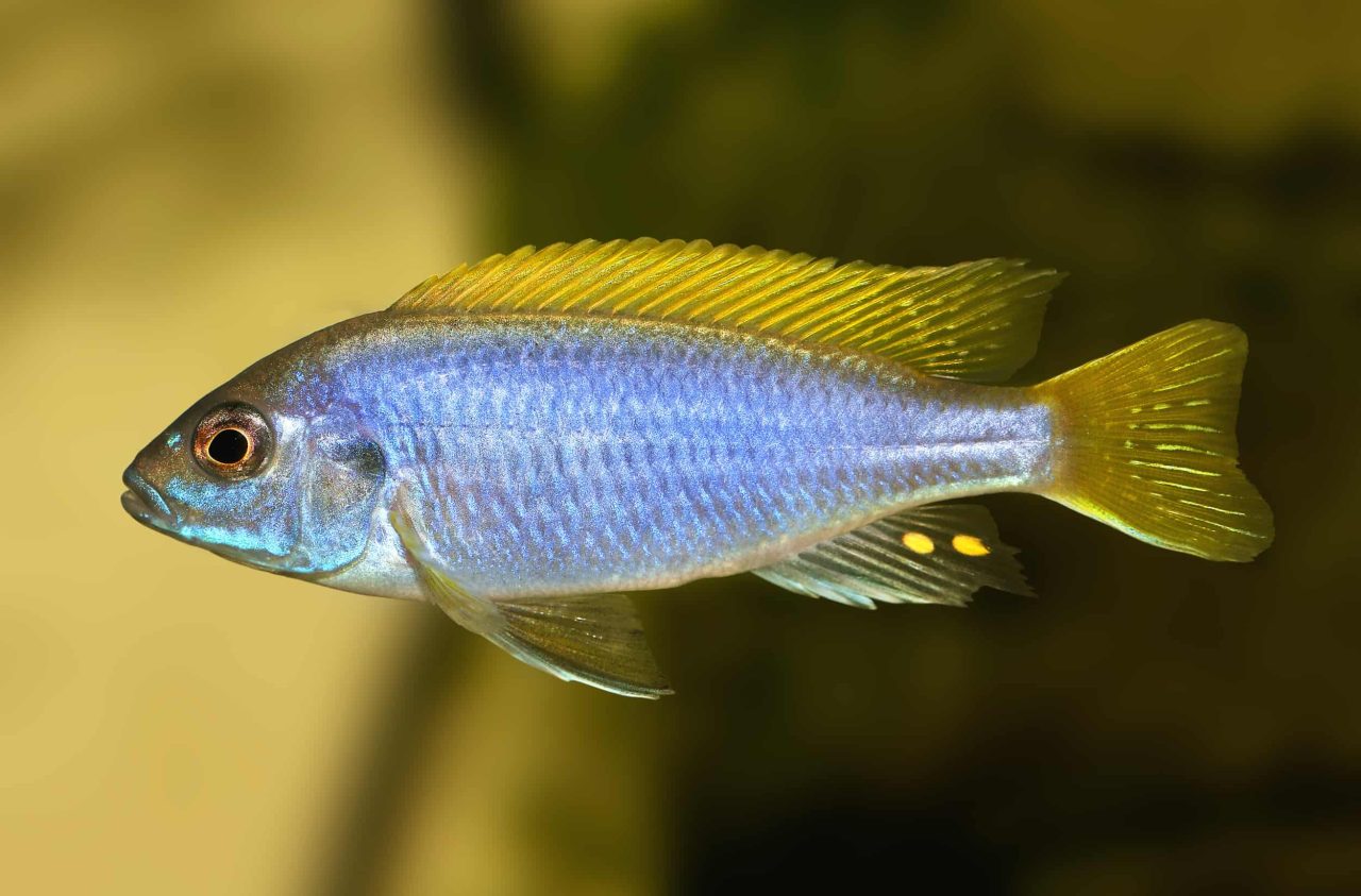 Pseudotropheus acei