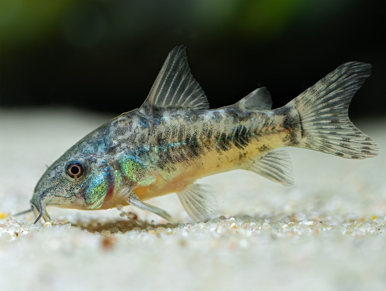 Corydoras paleatus