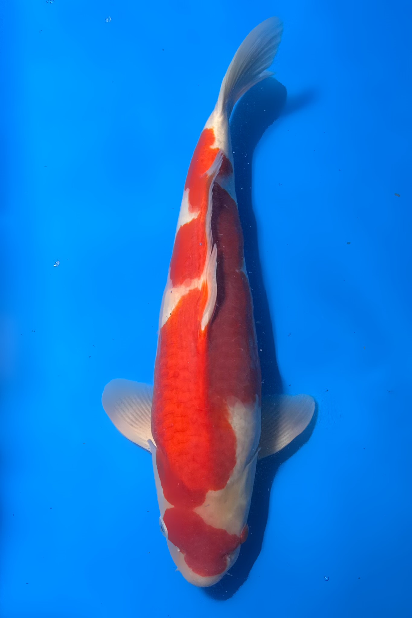 Kohaku