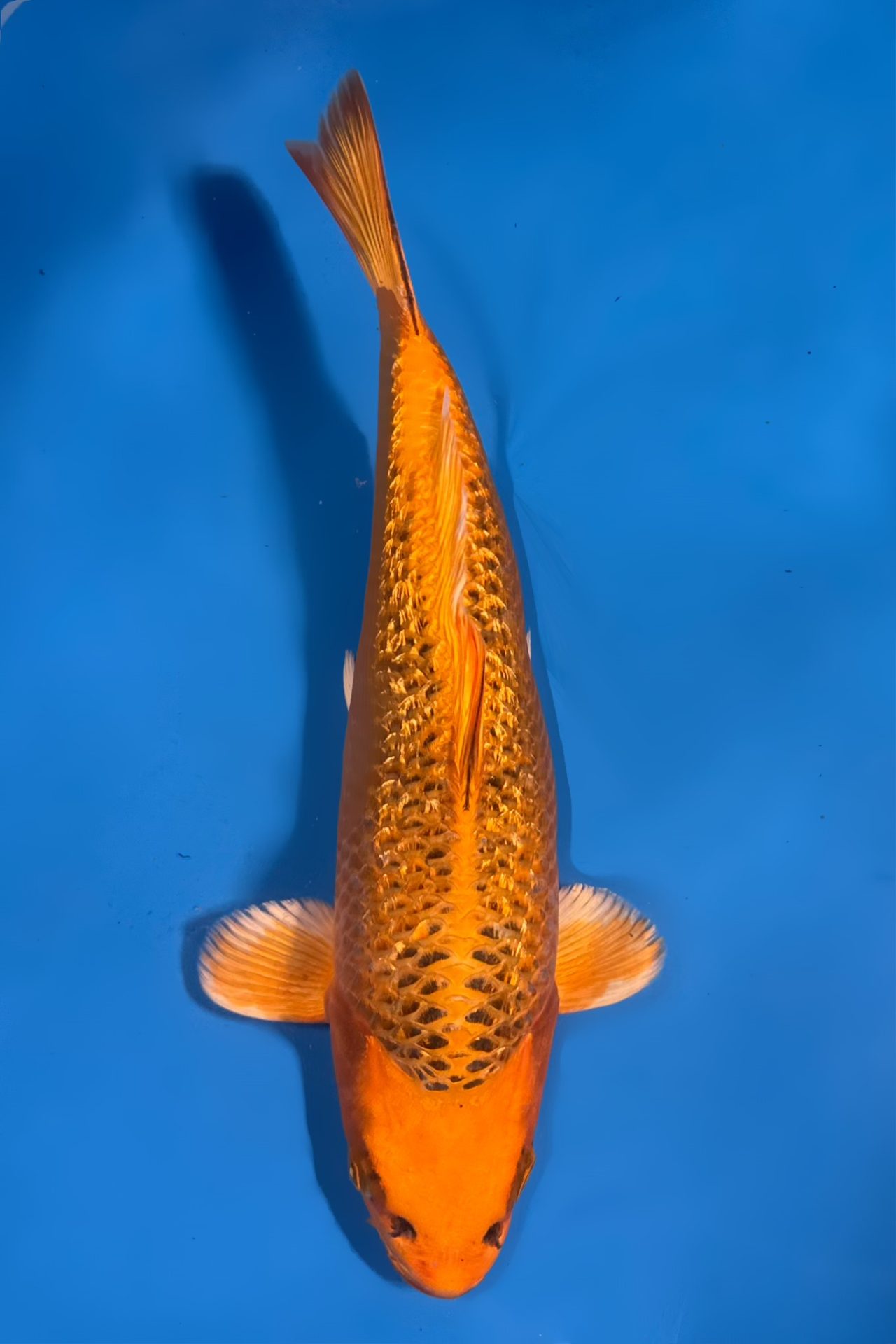 Ginrin Orenji Matsuba