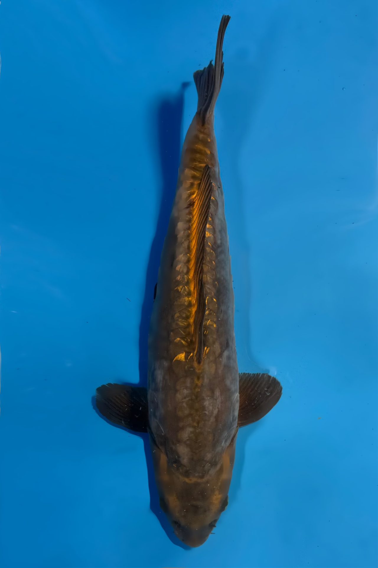 Ginrin Doitsu Chocolate Chagoi