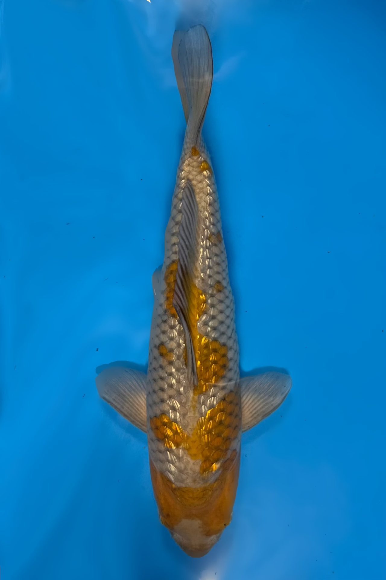 Ginrin Ochiba Shigure