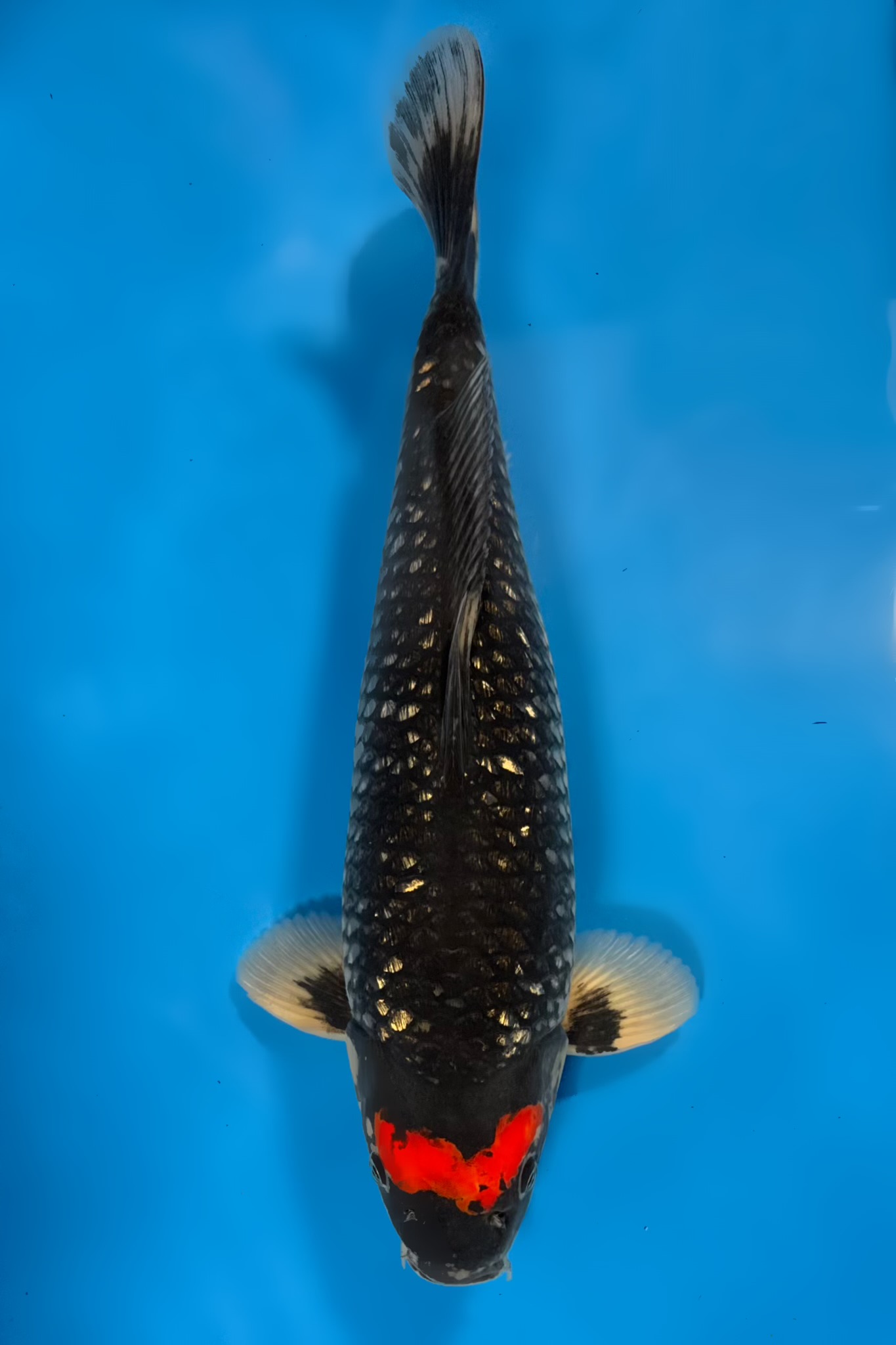 Ginrin Tancho Goshiki