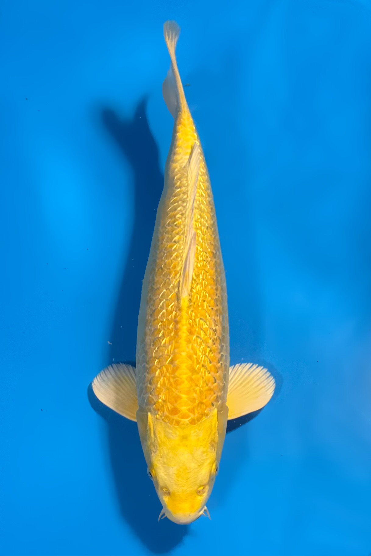 Ginrin Yamabuki Ogon