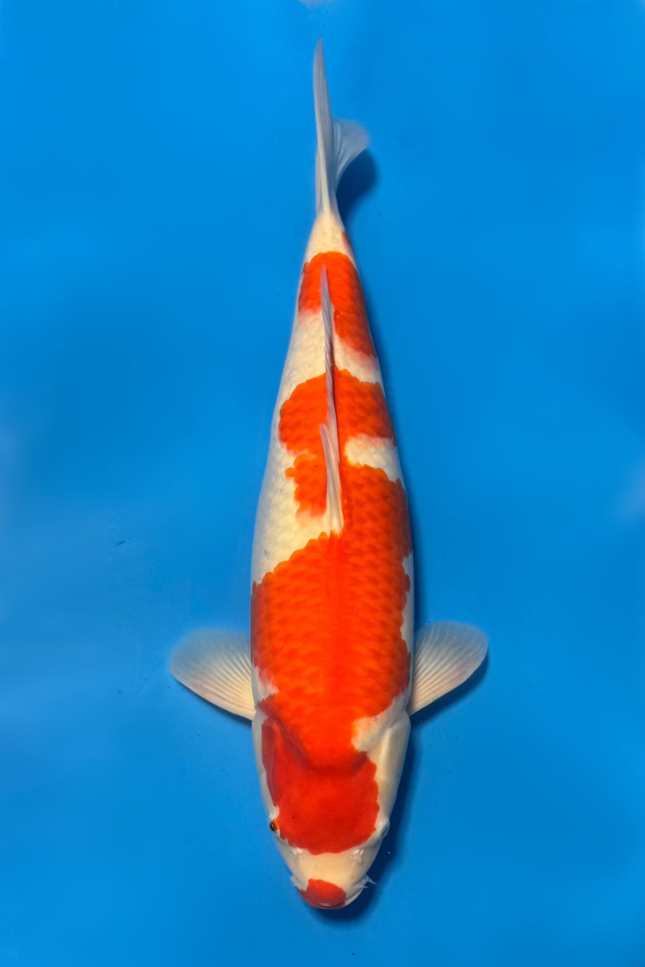 Kohaku