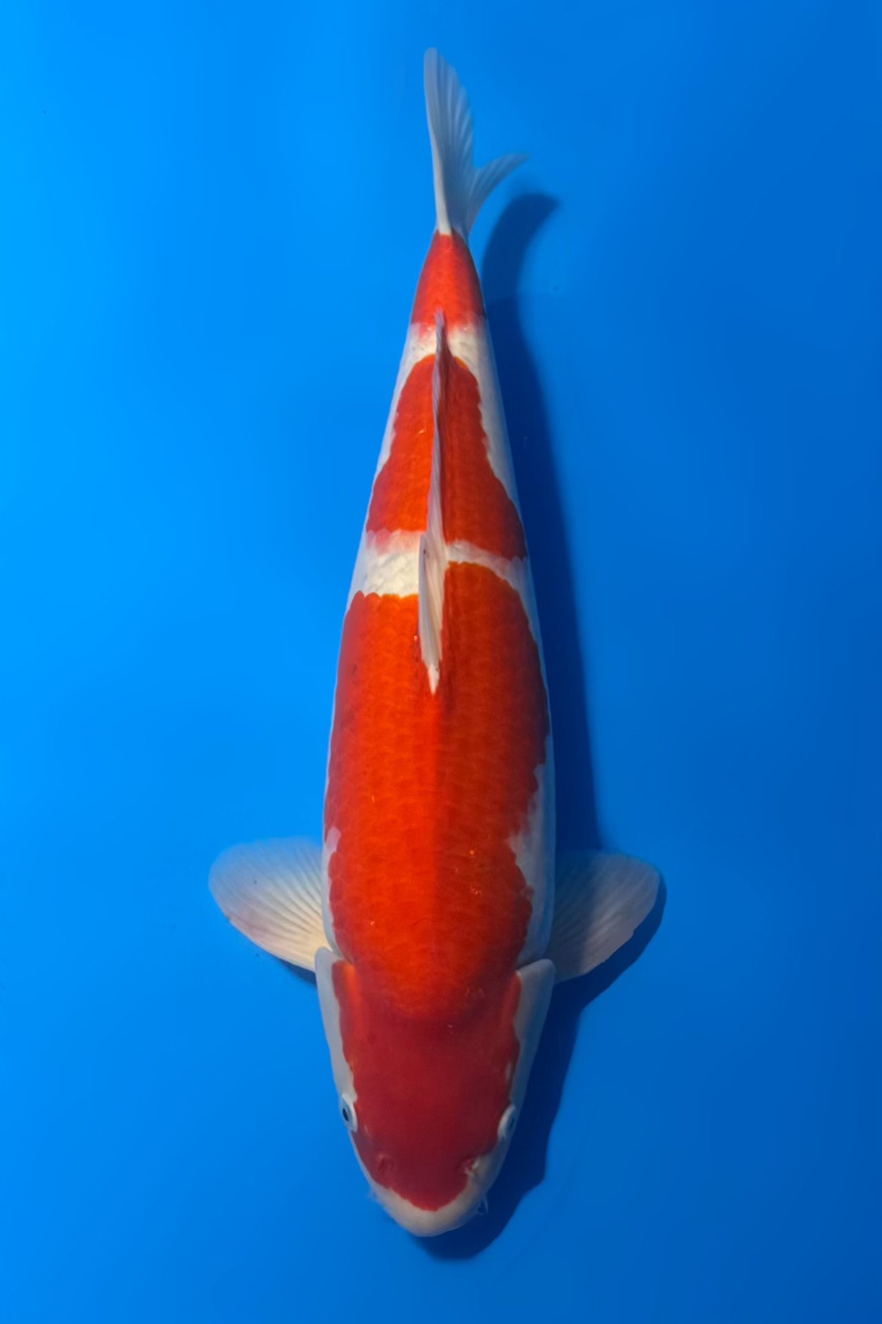 Kohaku