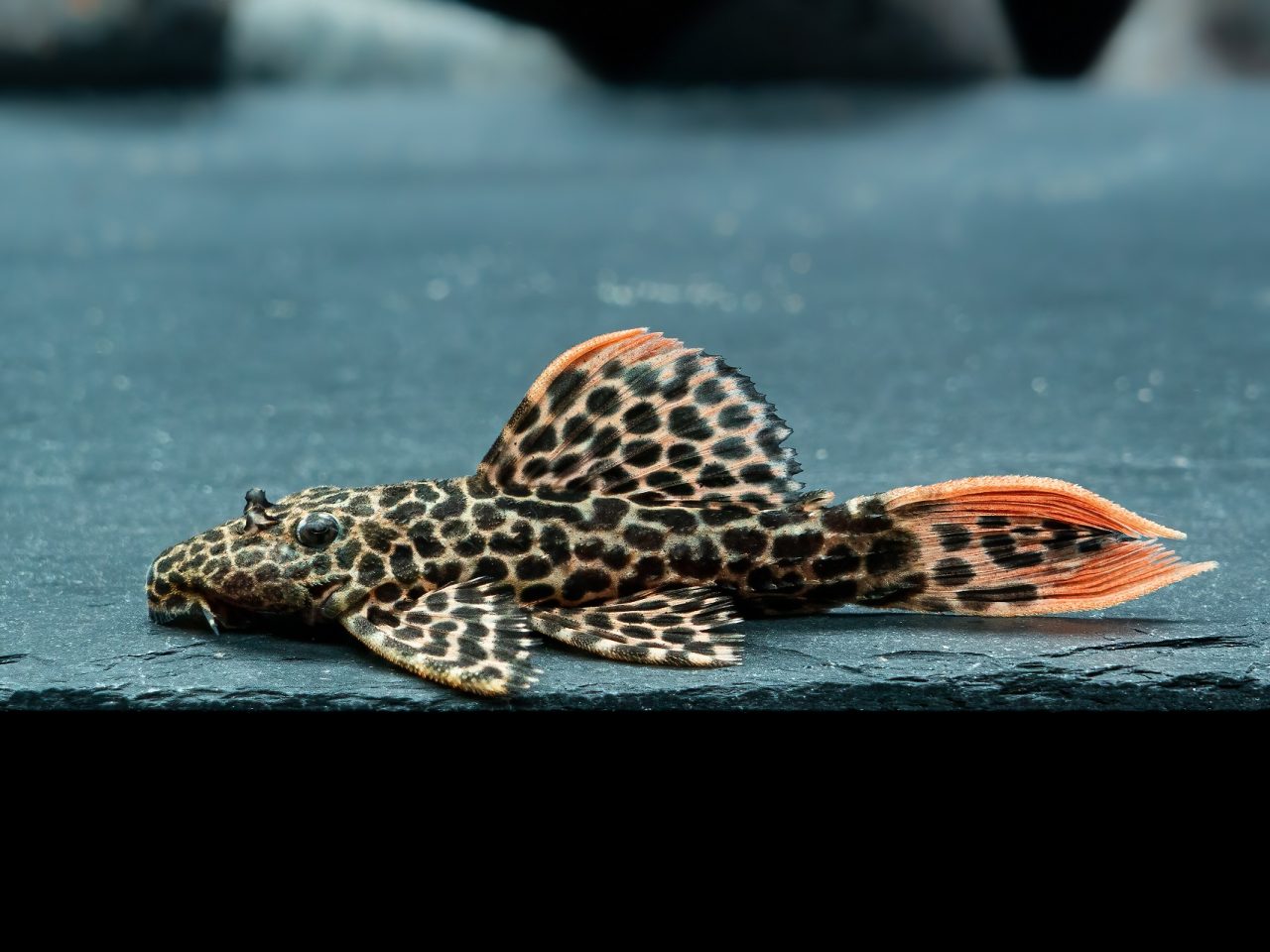 L 114, Pseudacanthicus cf. leopardus L