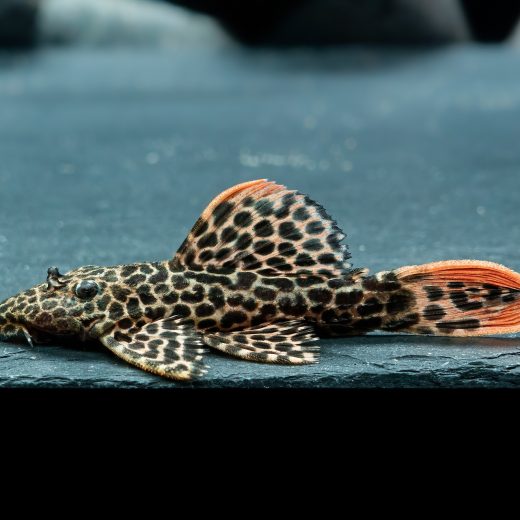 L 114, Pseudacanthicus cf. leopardus L