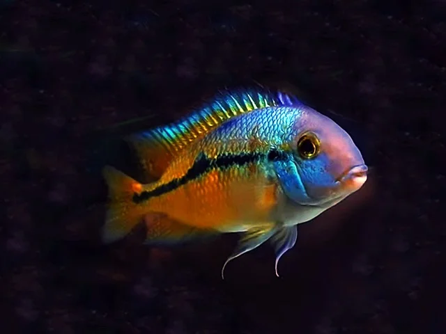 Nicaragua Buntbarsch