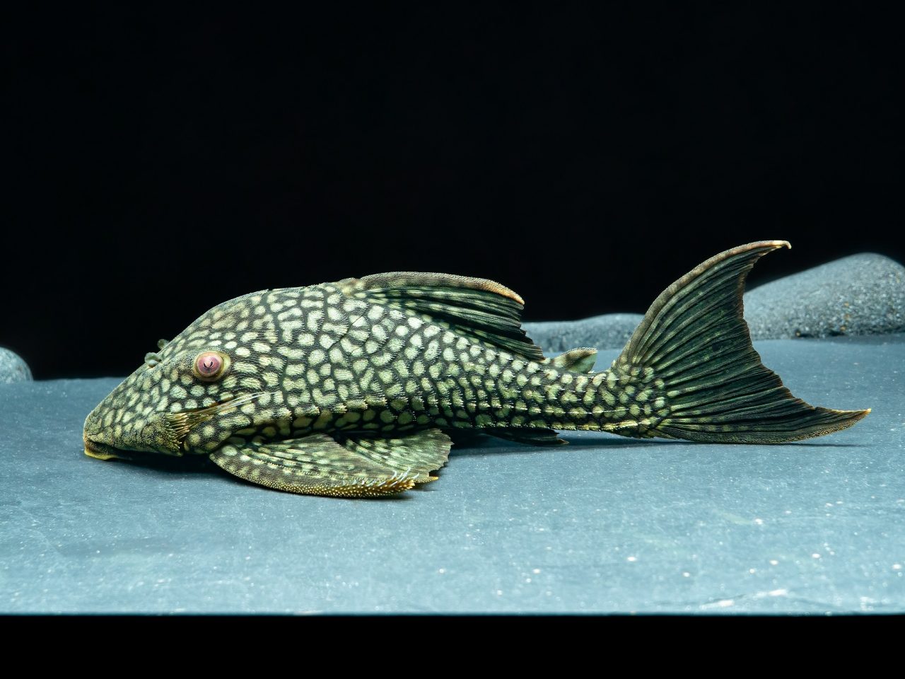 L 330, Panaque spec. XL