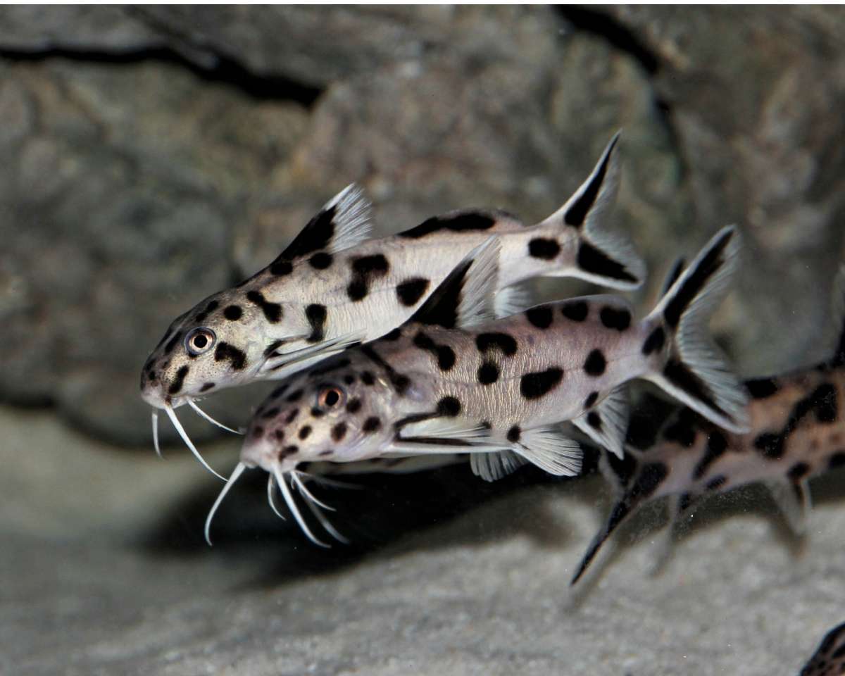 Kuckuks-Fiederbartwels