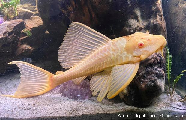 L 165, Pterygoplichthys gibbiceps Gold