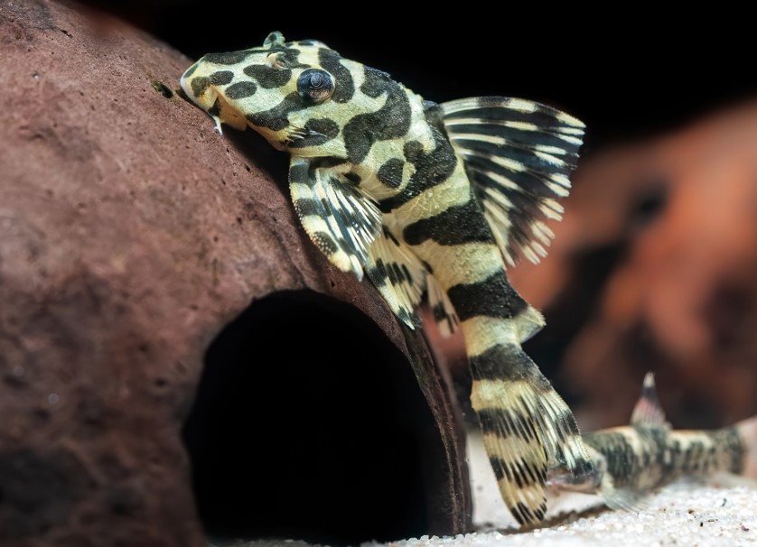 L134 - Peckoltia compta