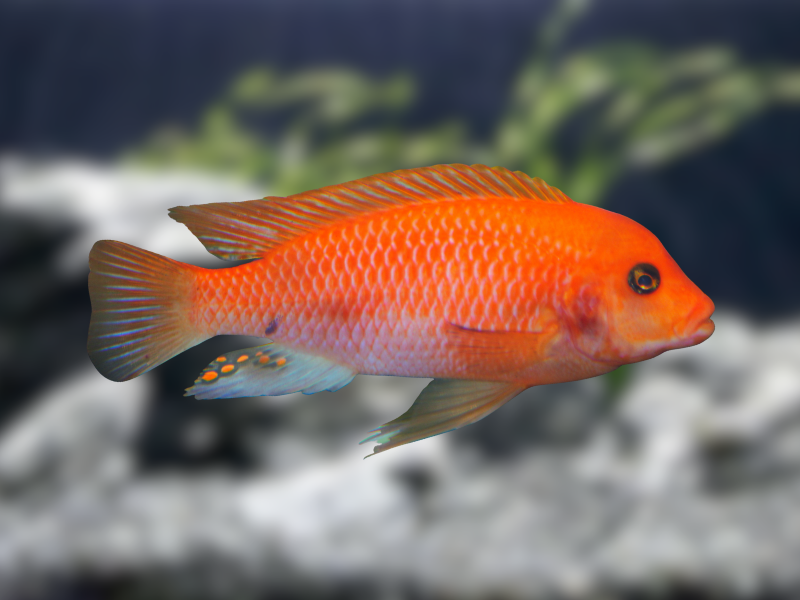 Maylandia estherae