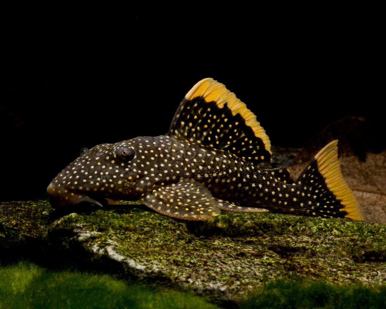 L 81 - Baryancistrus spec.