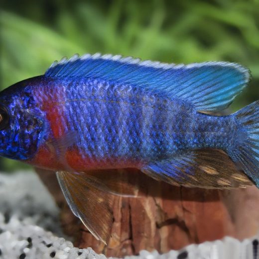 Aulonocara hansbaenschi red flush