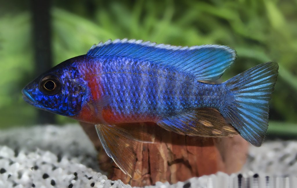 aulonocara-hansbaenschi-red-flash