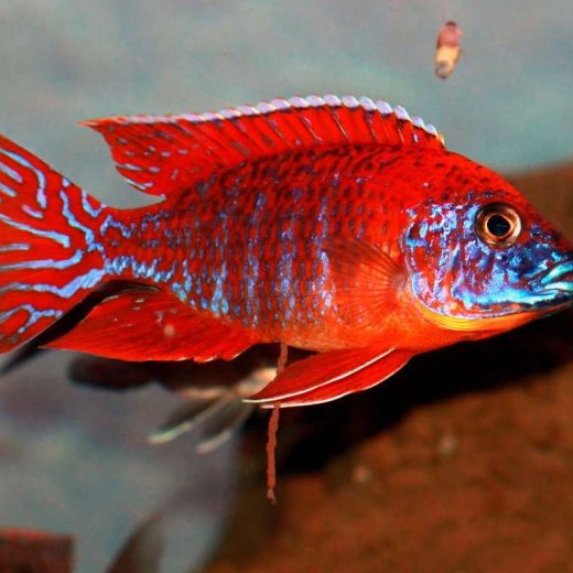 Aulonocara stuartgranti 'rubin red'