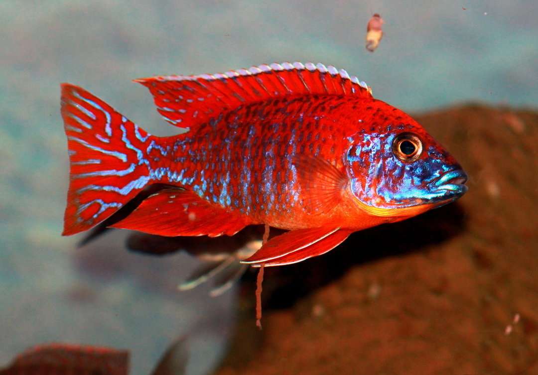 Aulonocara-red-rubin1_600x600@2x