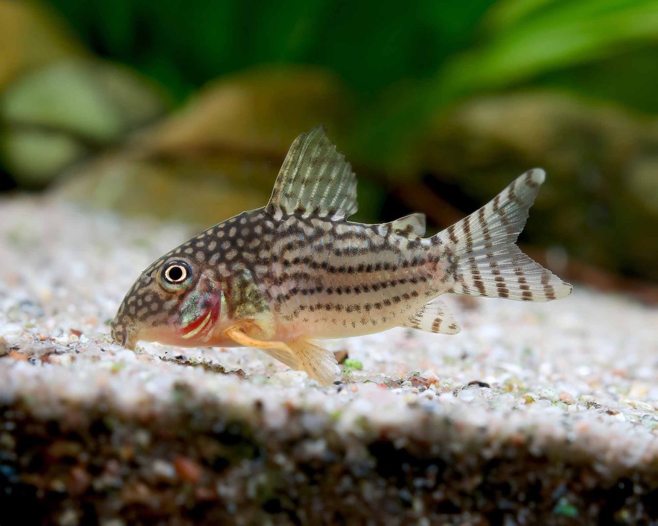 Corydoras sterbai