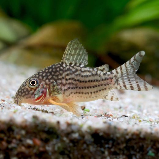 Corydoras sterbai